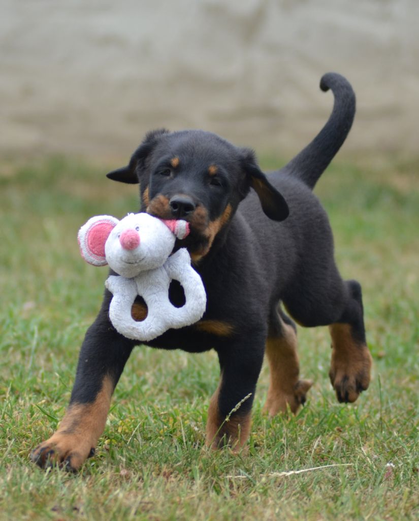 chiots Gloria et Jaguar